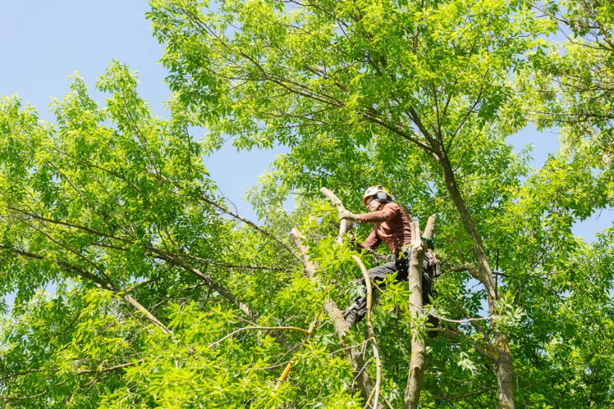 Mature trees surrounding residential properties across North Atlanta