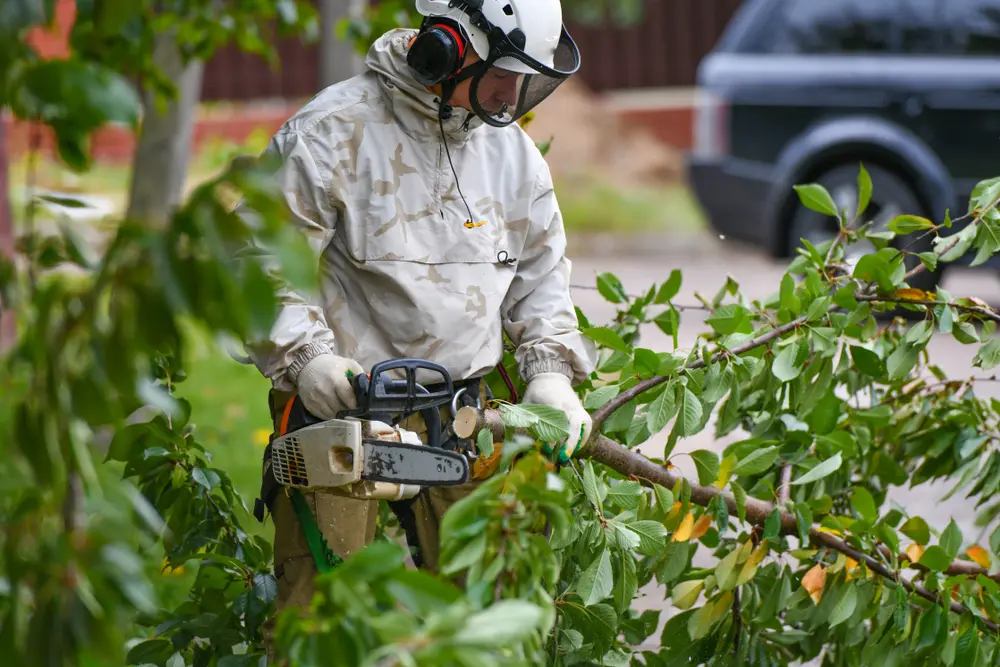 Tree removal for Brookhaven, Georgia properties