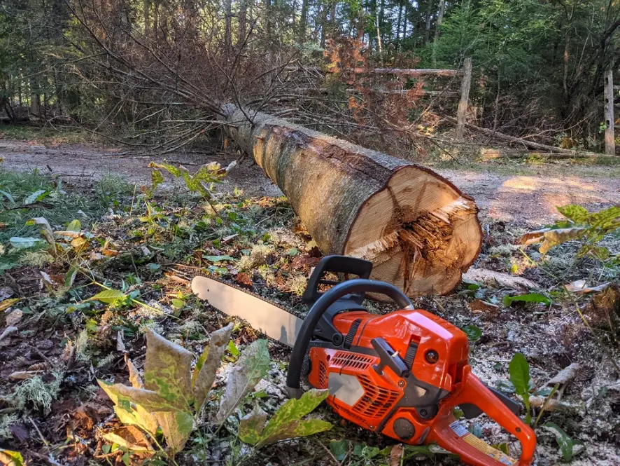 Why Decatur homeowners and businesses choose PAC-TREE