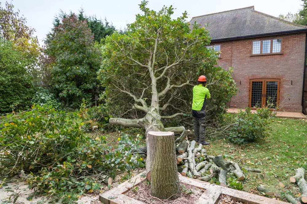 PAC-TREE crew removing and trimming tree branches near a home