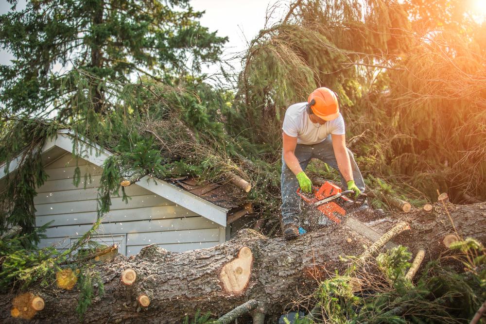 The Cost of Waiting: Why Dead Trees Pull Double Duty as Liability Hazards