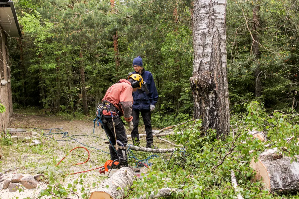Emergency tree service in Duluth, Georgia