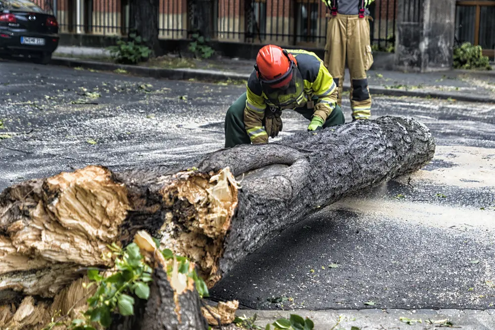 PAC-TREE crew handling an emergency tree-service call in Metro Atlanta