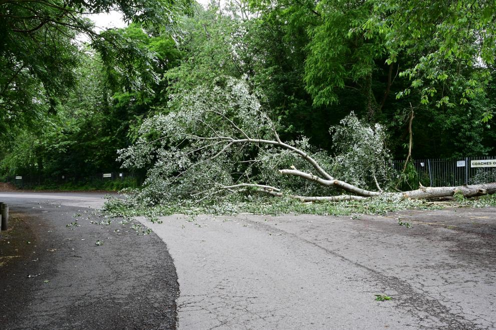 5 Warning Signs Your Tree is at Risk of Falling During the Next Atlanta Storm