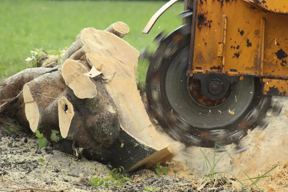 Safe techniques that protect the rest of your property during stump grinding