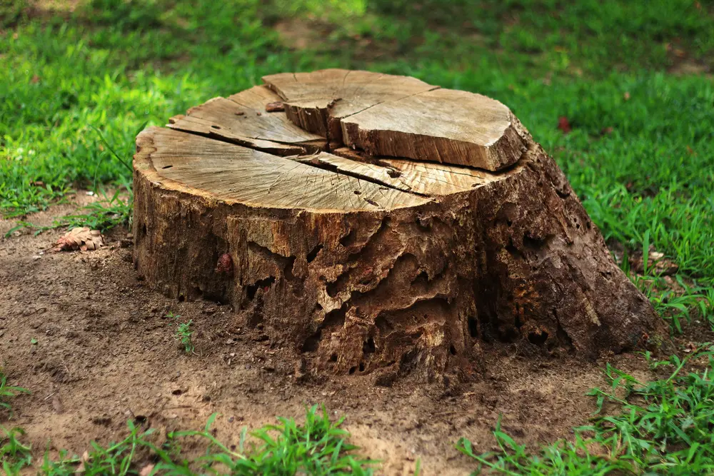 Improving the look, safety, and use of your yard with stump grinding