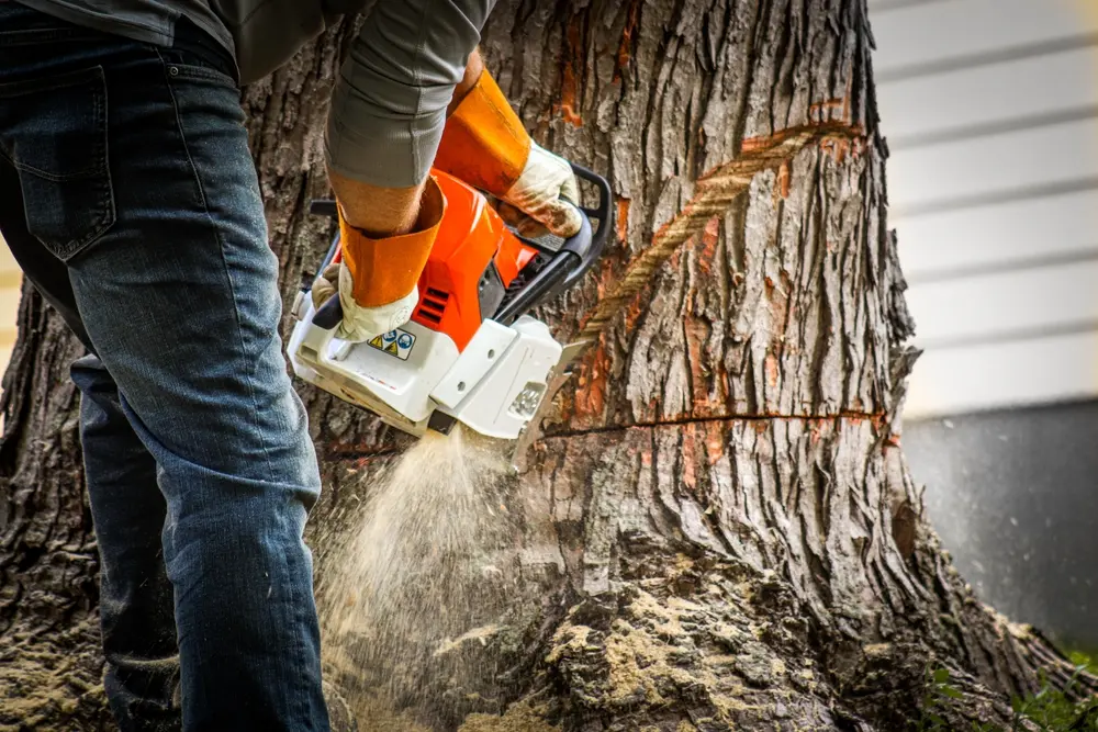 Tree removal for Roswell properties