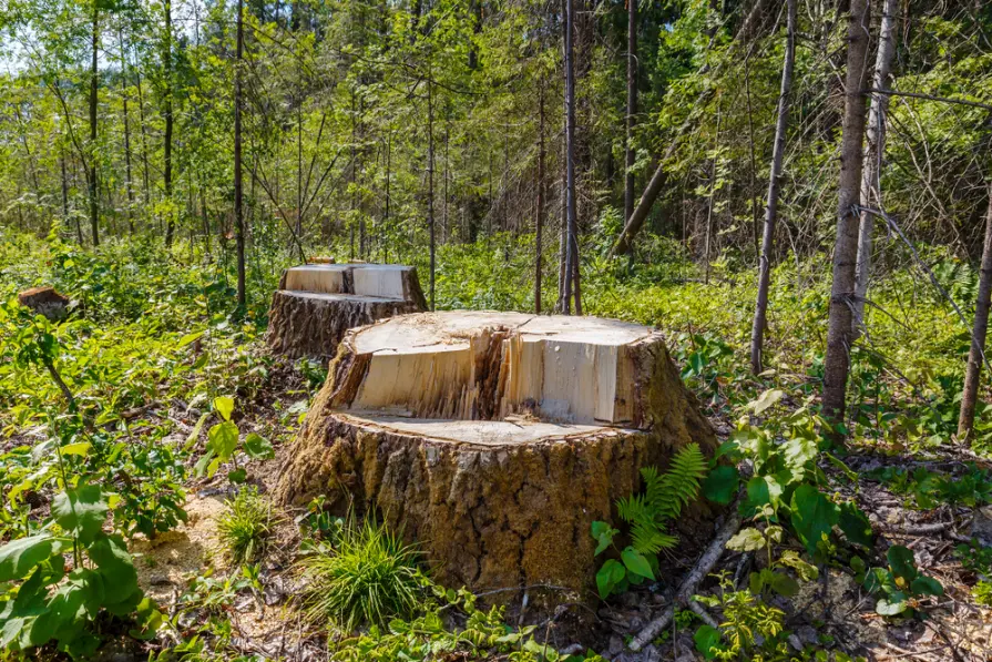 Thorough cleanup after stump grinding in Metro Atlanta