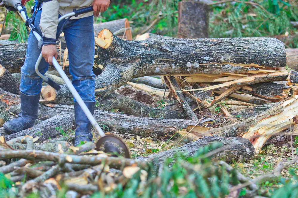 PAC-TREE crew performing professional tree trimming and pruning