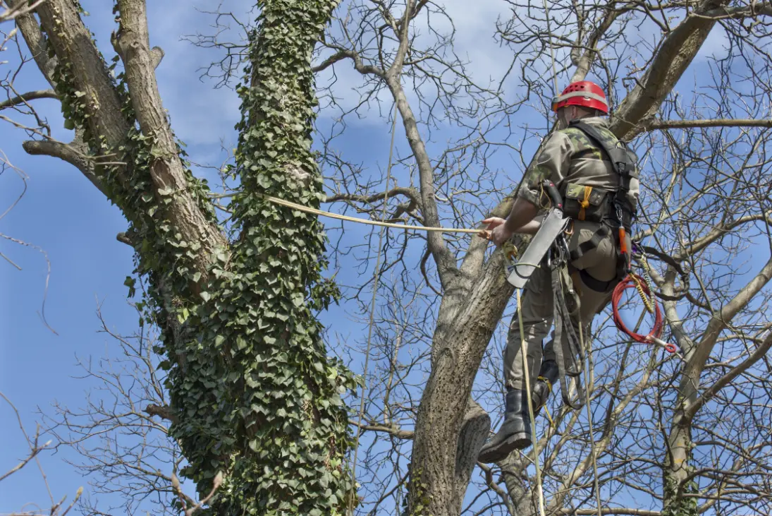 Tree removal for Duluth, Georgia properties