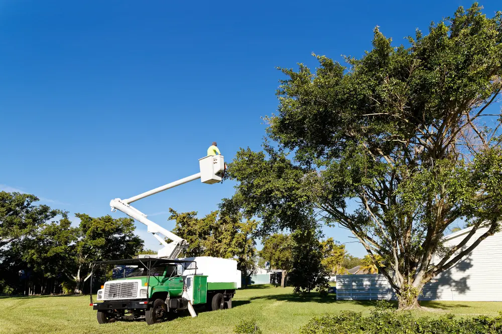 Tree trimming and pruning in Duluth, Georgia