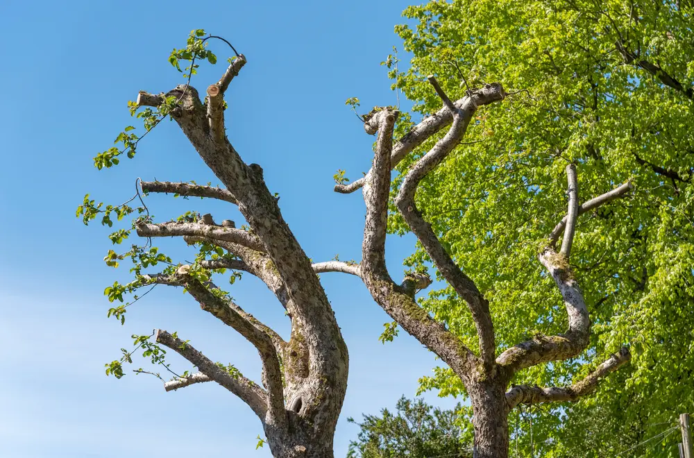 Tree trimming and pruning for mature trees in Alpharetta, Georgia
