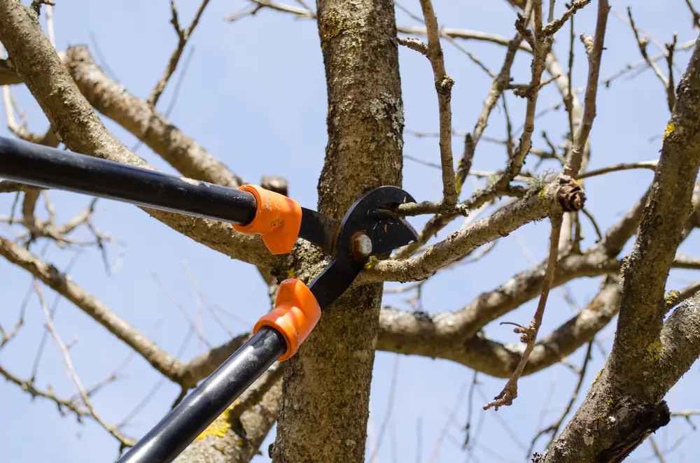 PAC-TREE structural tree pruning