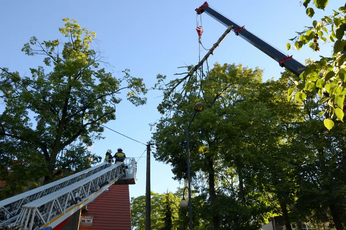 Tree removal for Marietta, Georgia properties