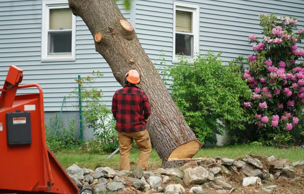PAC-TREE tree removal project for a dead or damaged tree in Metro Atlanta