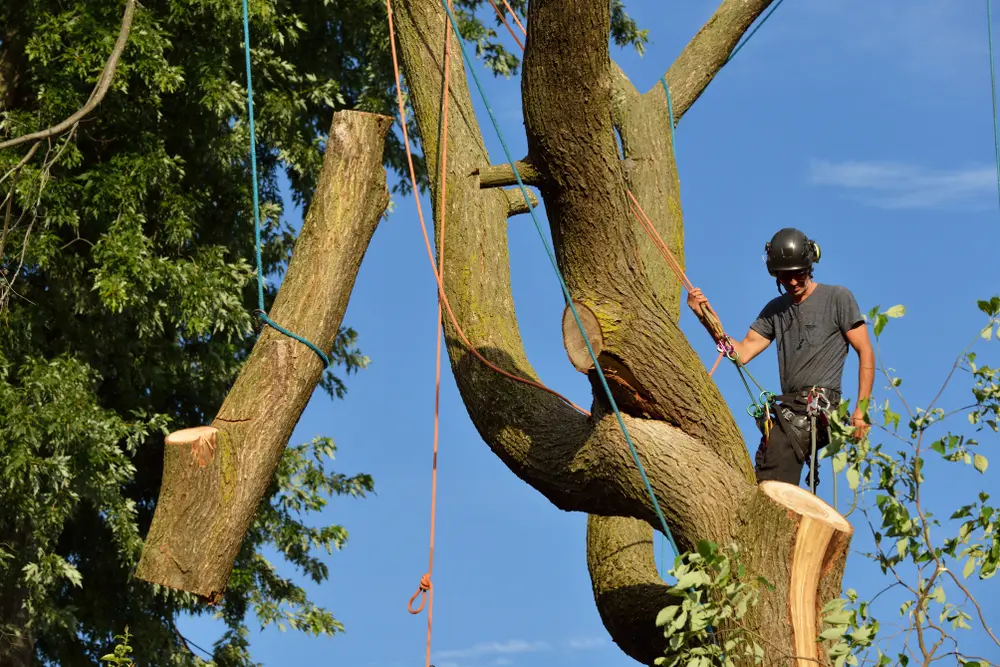 How removal works on a Metro Atlanta property