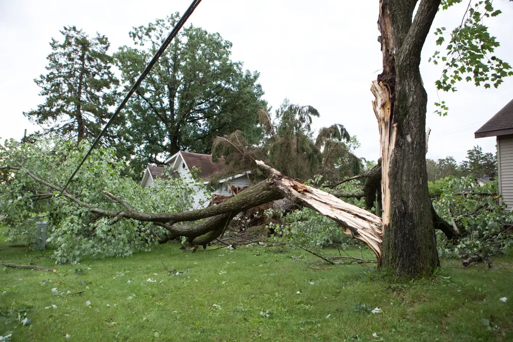 Stump grinding available with certain tree-removal projects