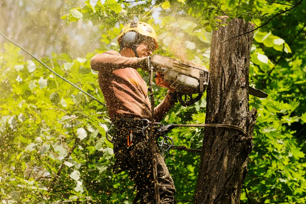 Storm damage and emergency tree removals in Metro Atlanta