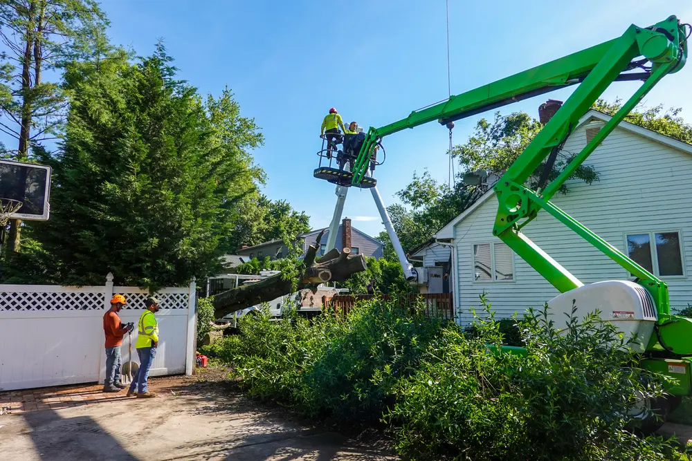 PAC-TREE crew performing carefully planned tree removal in Metro Atlanta