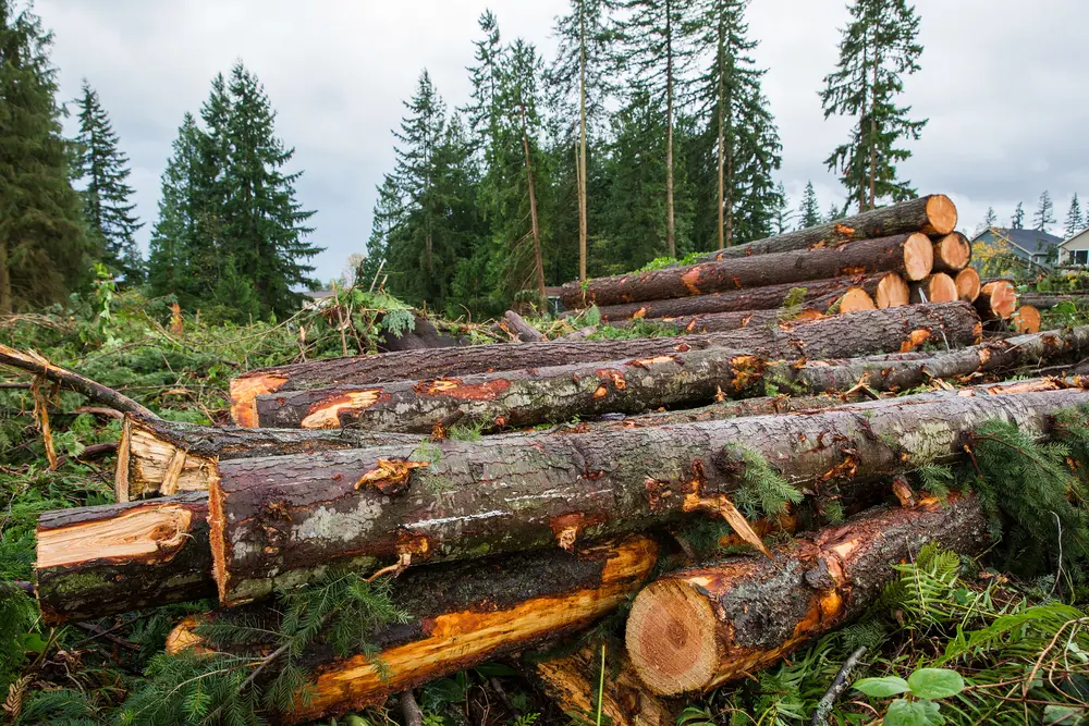 Tree removal and permit assistance in Alpharetta, Georgia