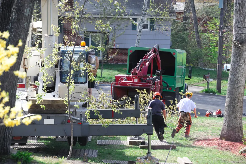 Tree trimming and pruning in Brookhaven, Georgia