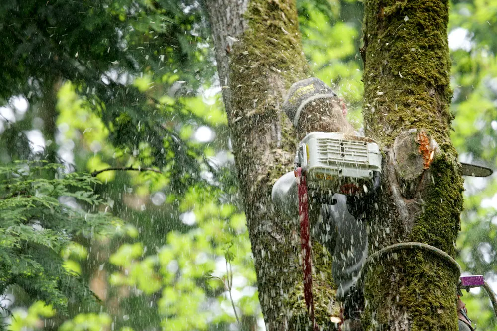 Tree removal permit guidance for a Decatur, Georgia property