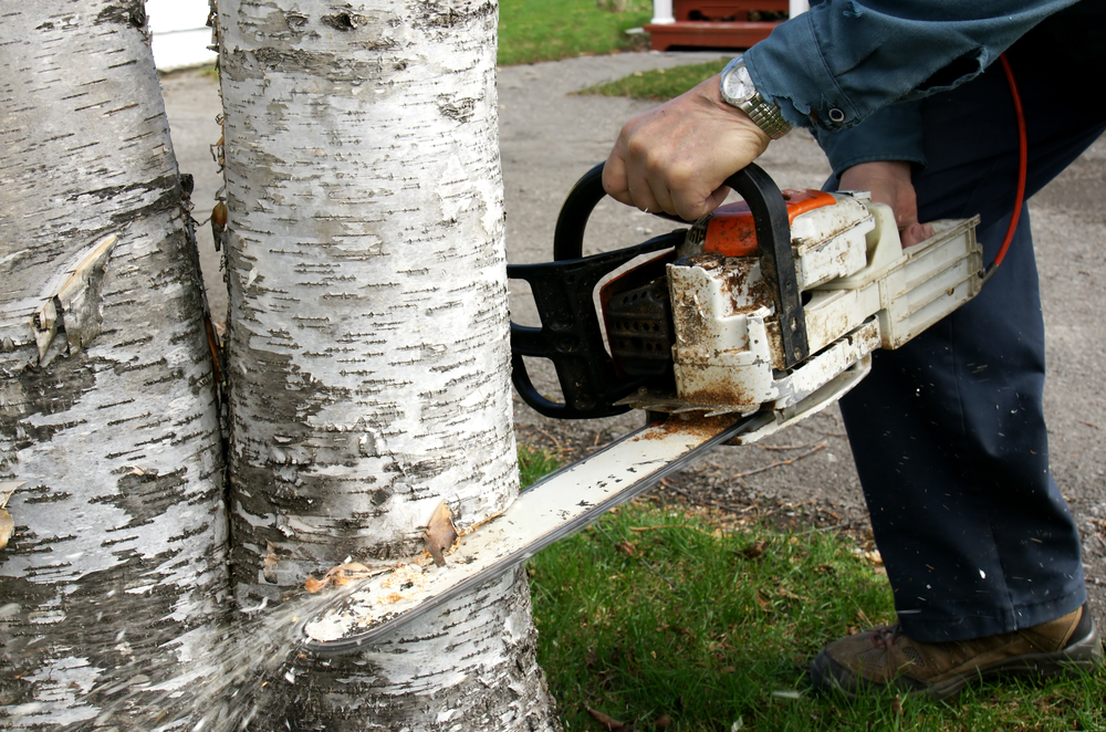 Tree removal permit assistance for Brookhaven, Georgia properties