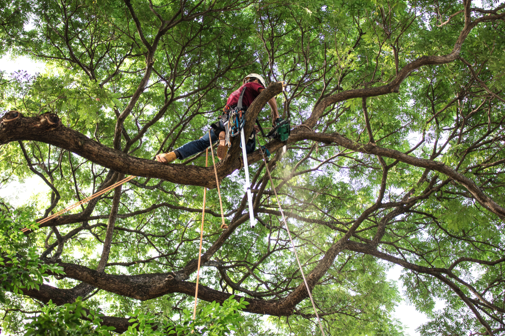 Why Brookhaven homeowners and businesses choose PAC-TREE