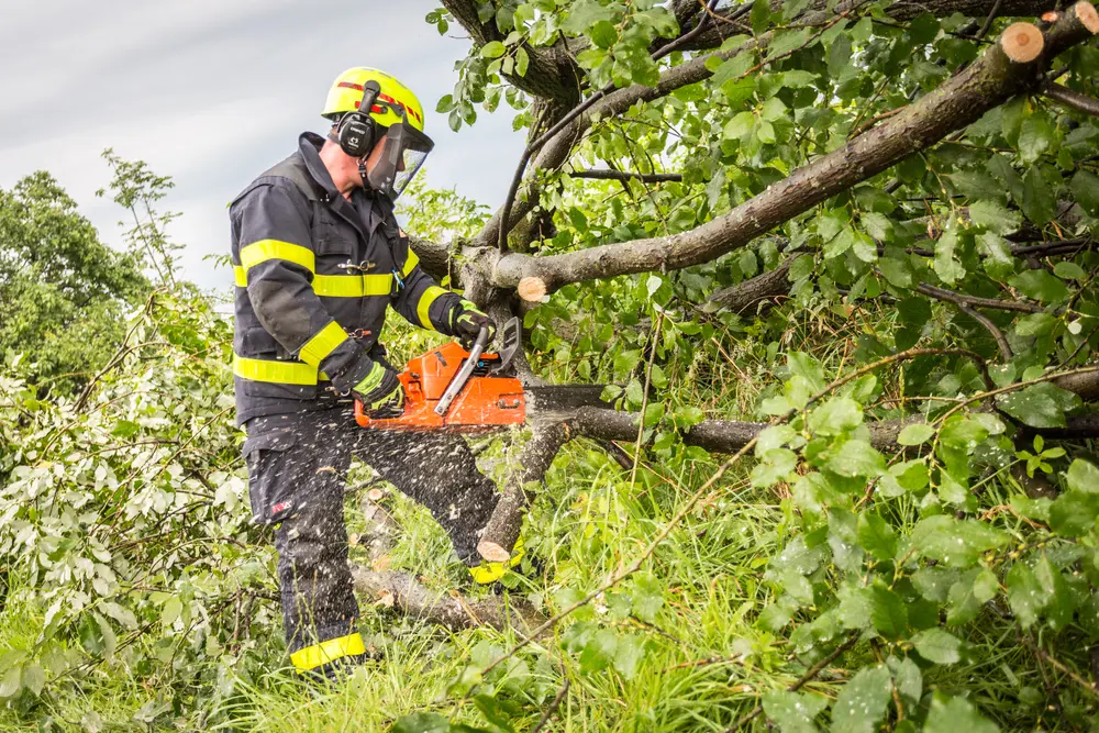 Tree removal planning for a Duluth, Georgia property