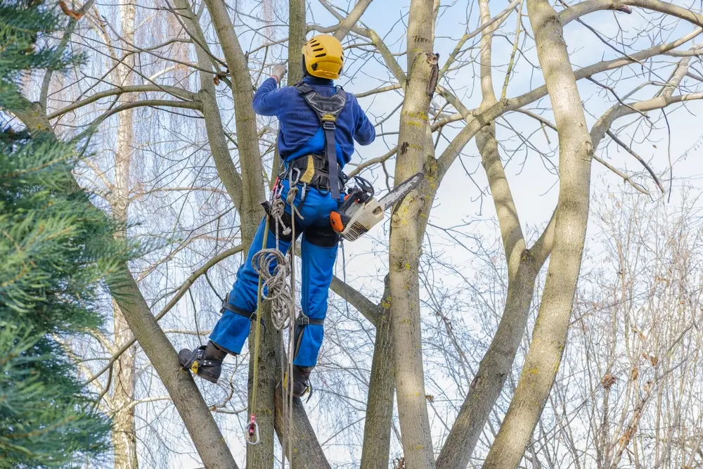 Why Duluth homeowners and businesses choose PAC-TREE