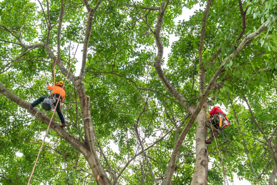 Mature trees surrounding residential properties in Duluth, Georgia
