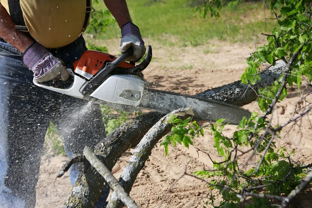 Tree removal and permit guidance for a Marietta, Georgia property