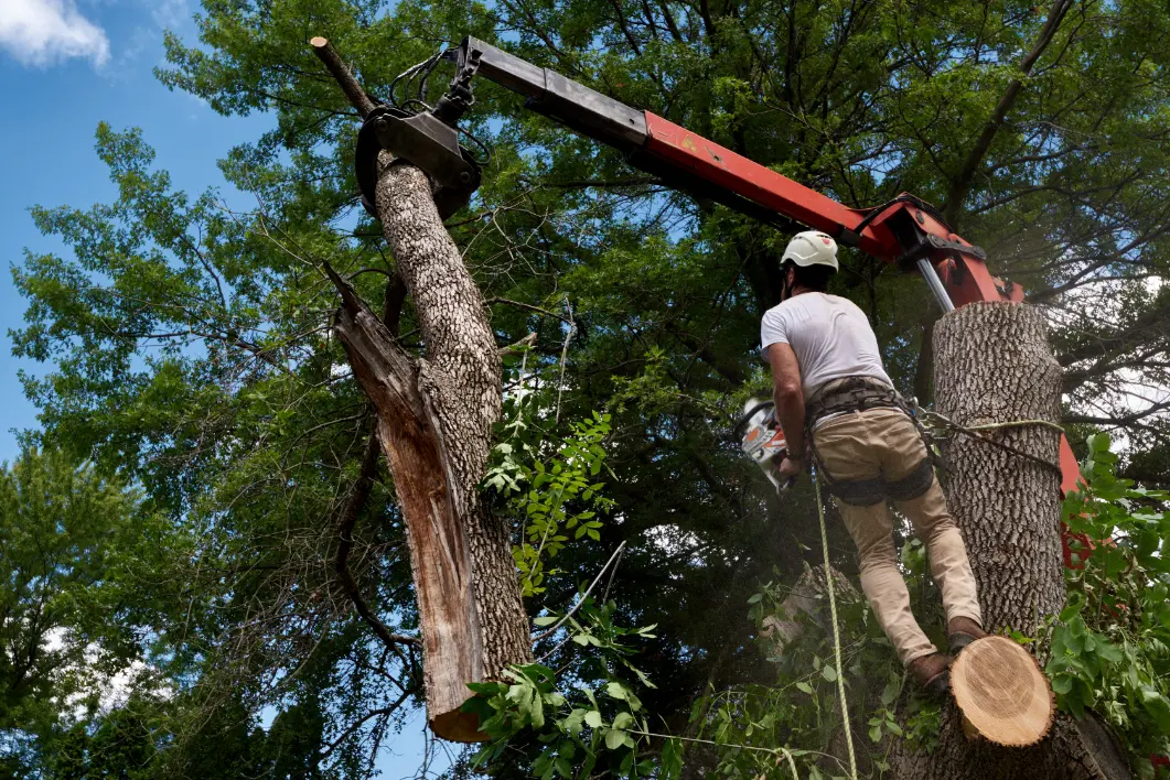 PAC-TREE crew performing elevated tree work with professional equipment
